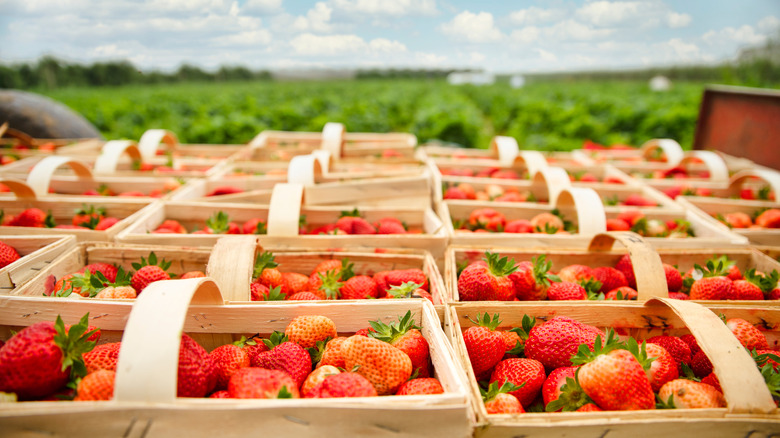 boxes of strawberries on farm