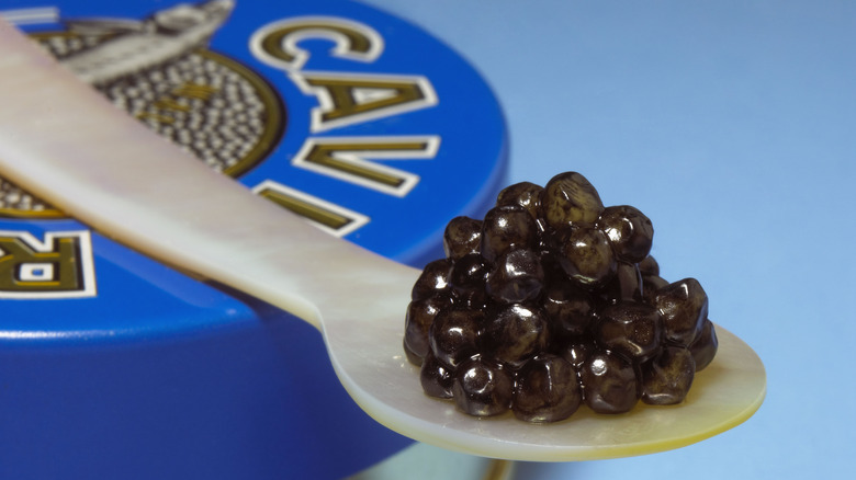 Beluga caviar on ivory spoon
