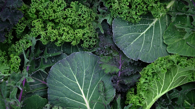 Close-up of kale and cabbage leaves