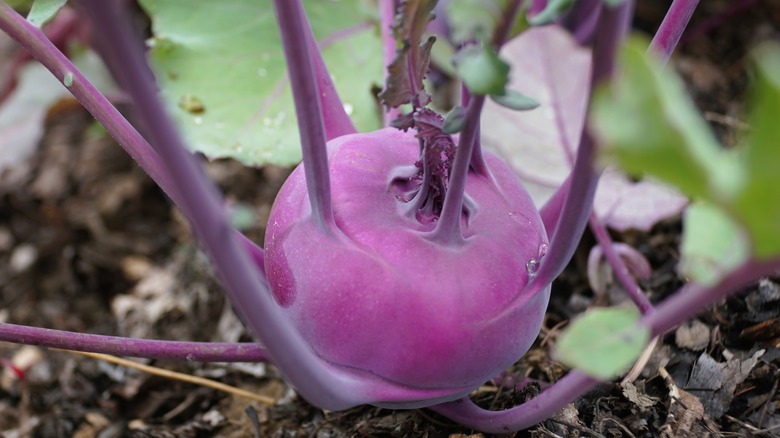 purple kohlrabi with stems