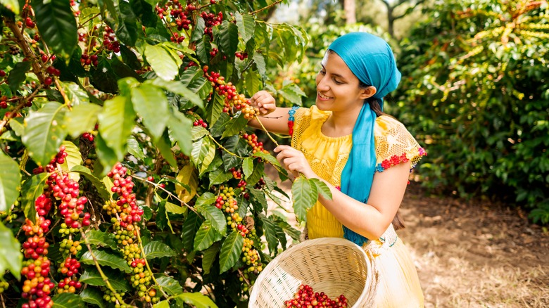Woman picking coffee cherries