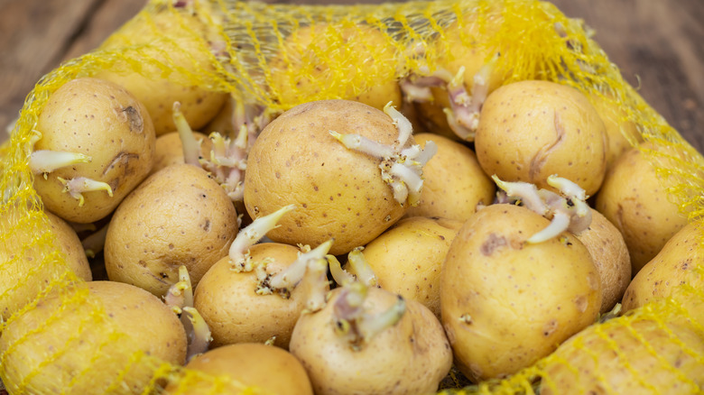 sprouting potatoes in a bag