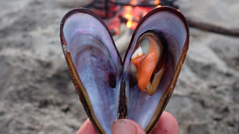 Person holding fresh mussel
