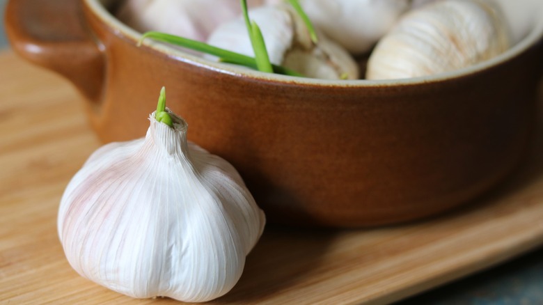 garlic head with germ