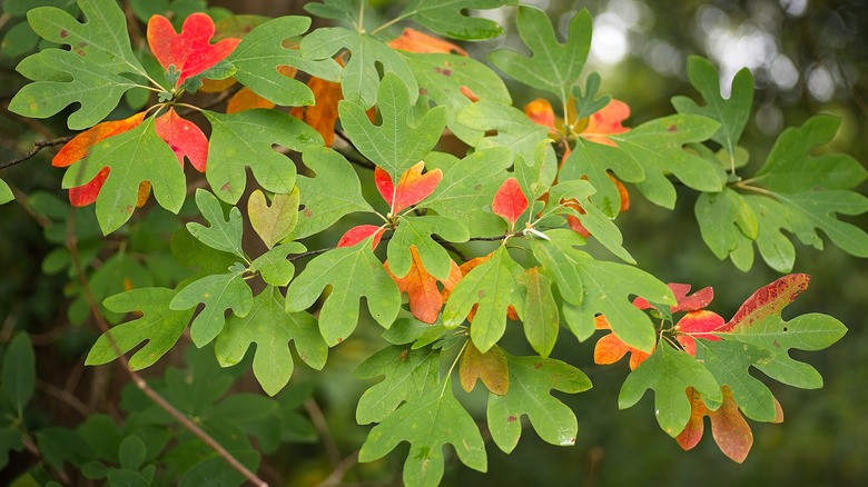 leaves on a sassafras albidum